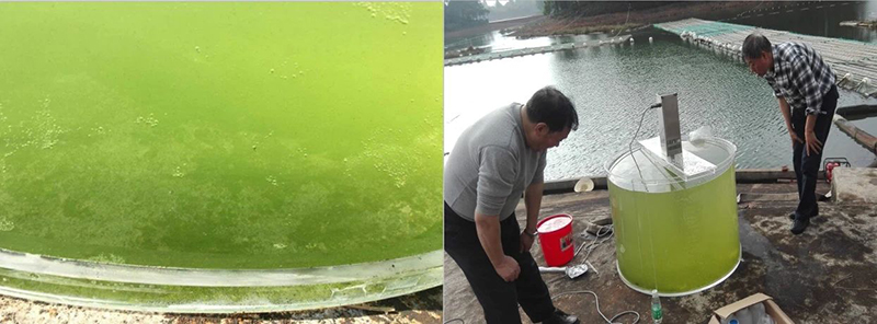 大沙河水庫現(xiàn)場實驗(經(jīng)過超聲處理后水質(zhì)逐漸清澈)